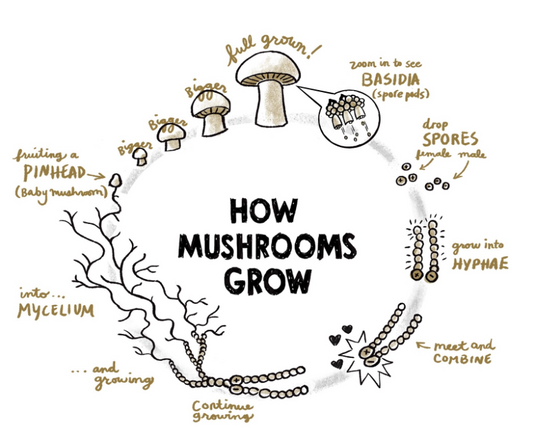 A Beginner’s Guide to Growing Mushrooms at Home: Easy Steps for Success