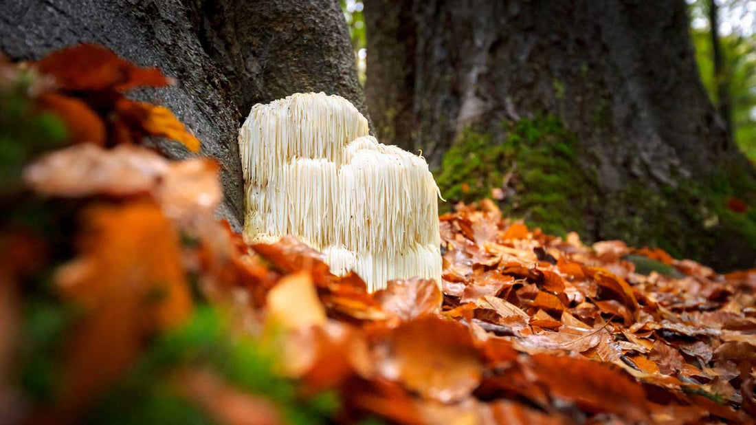 Lion’s Mane Mushrooms: 10 Proven Health Benefits, How to Use Them, and How to Grow Them at Home