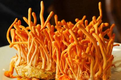 Zugzologys Cordyceps (10cc) Culinary Mushroom Liquid Culture showcases vibrant Orange Cordyceps militaris mushrooms with unique, slender stems intertwined beautifully, forming intricate patterns on a contrasting dark background.