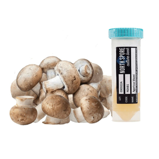 Agaricus Mushroom Slant Culture