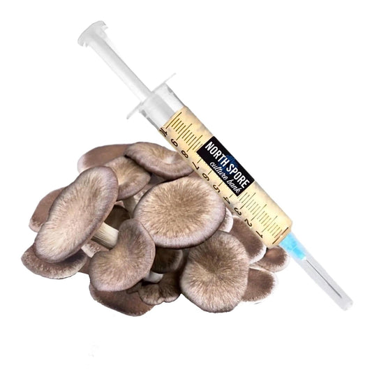 Organic Black King Mushroom Liquid Culture Syringe