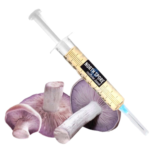 Organic Blewit Mushroom Liquid Culture Syringe