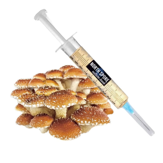 Organic Chestnut Mushroom Liquid Culture Syringe