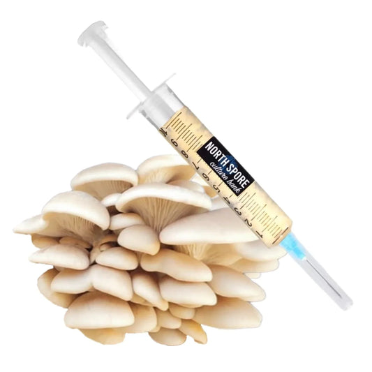 Organic Elm Oyster Mushroom Liquid Culture Syringe