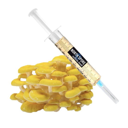 Organic Golden Oyster Mushroom Liquid Culture Syringe