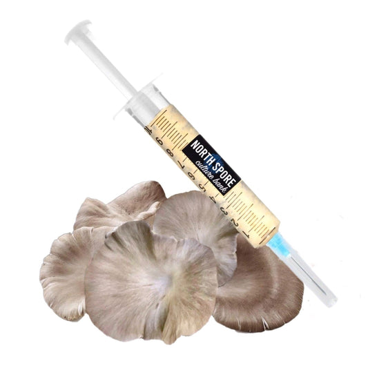 Organic Italian Oyster Mushroom Liquid Culture Syringe