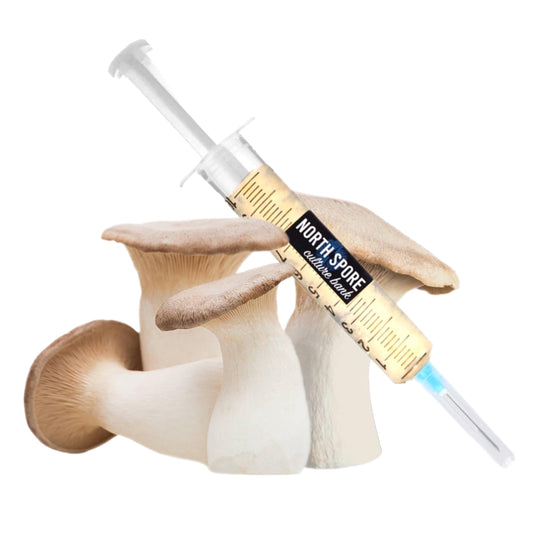 Organic King Trumpet Mushroom Liquid Culture Syringe