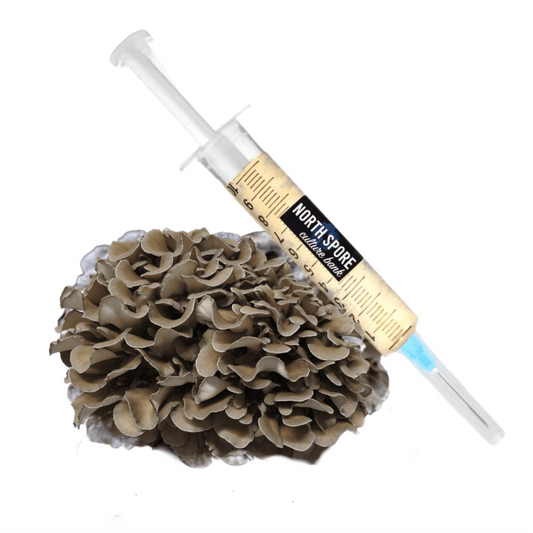 Organic Hen of the Woods (Maitake) Liquid Culture Syringe