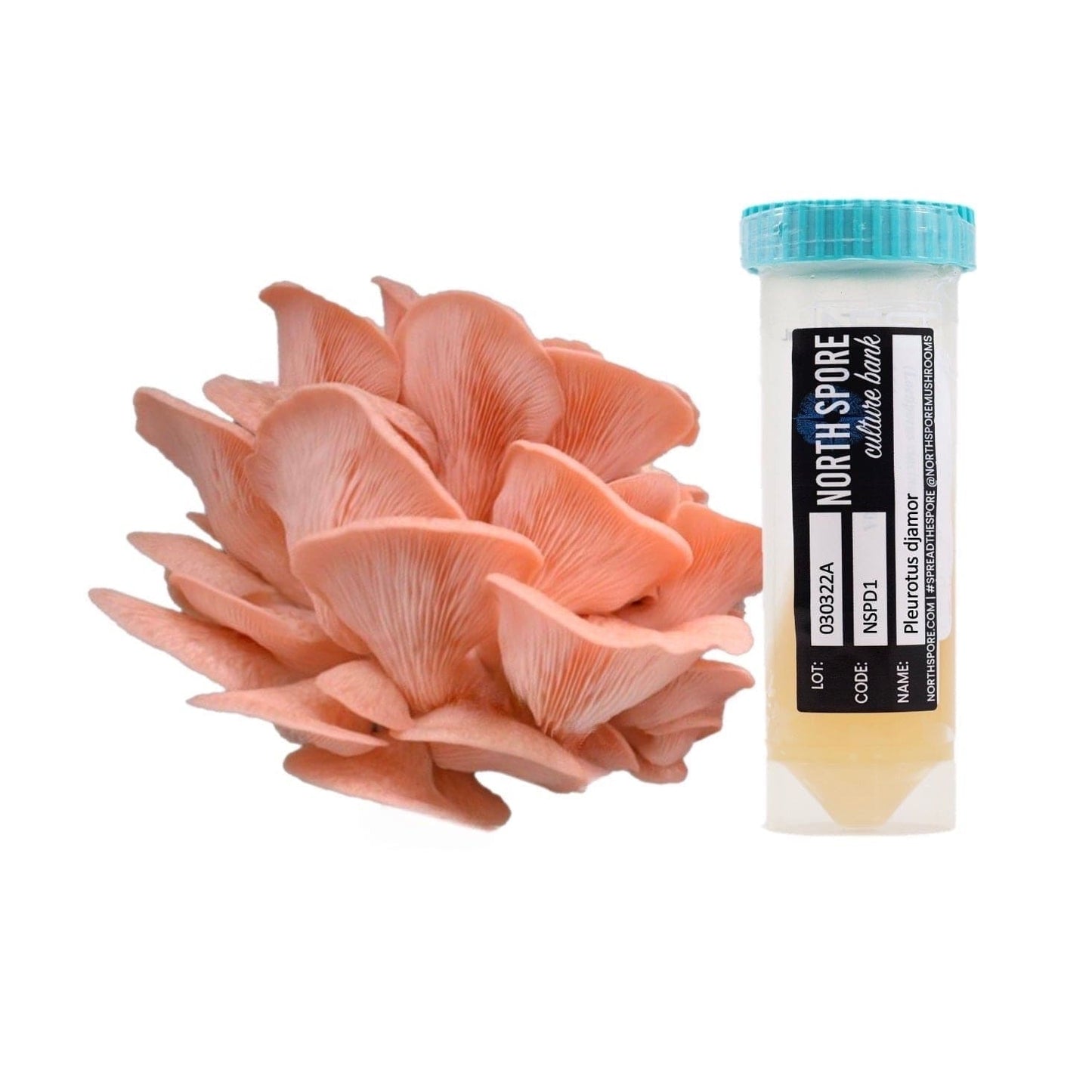 Pink Oyster Mushroom Slant Culture