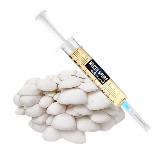 Organic Snow Oyster Mushroom Liquid Culture Syringe