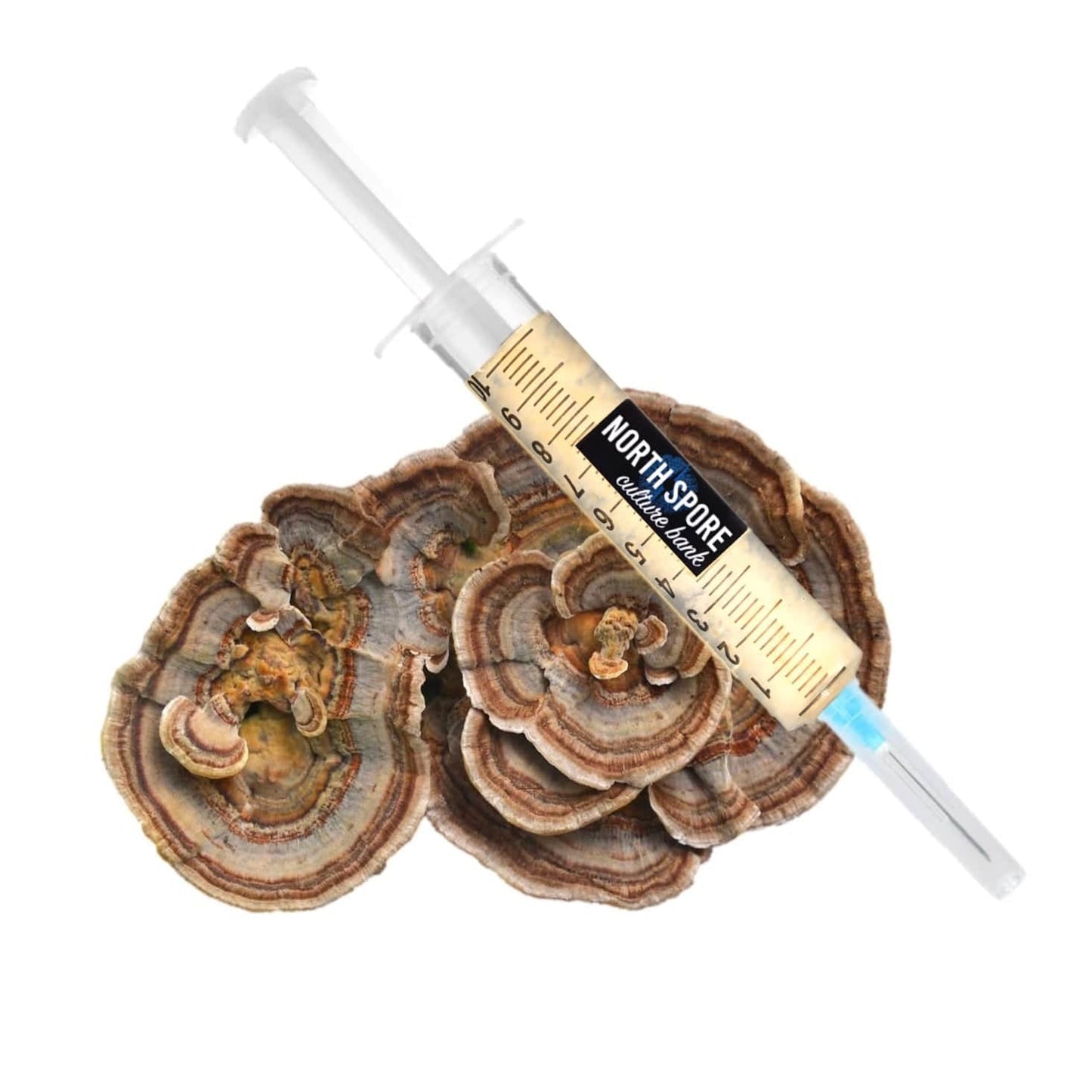 Organic Turkey Tail Liquid Culture Syringe