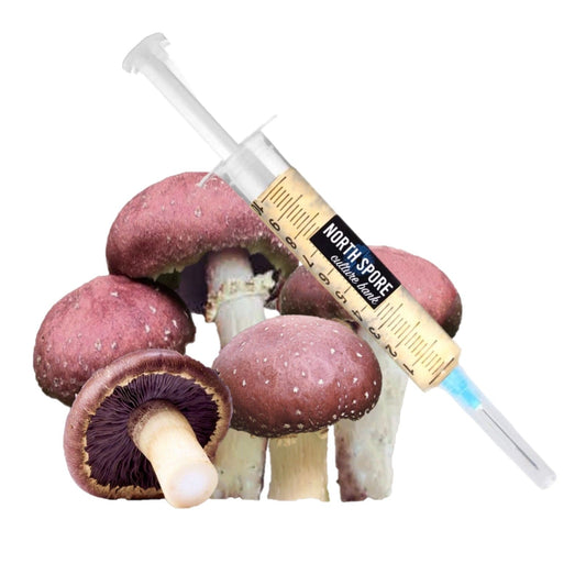 Organic Wine Cap Mushroom Liquid Culture Syringe