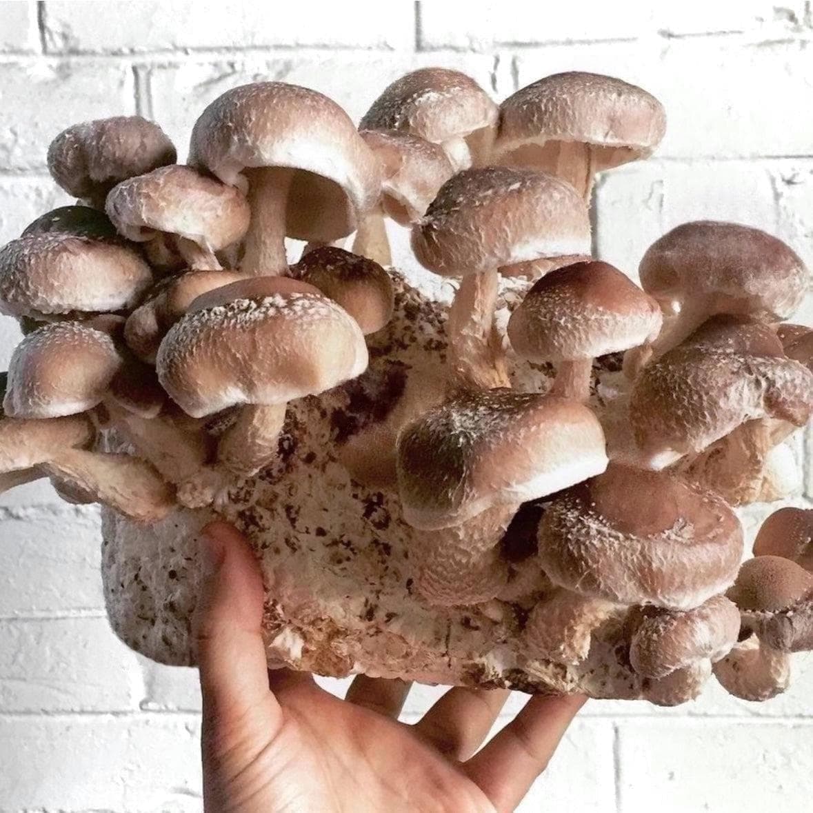 Organic Shiitake Mushroom Grain Spawn