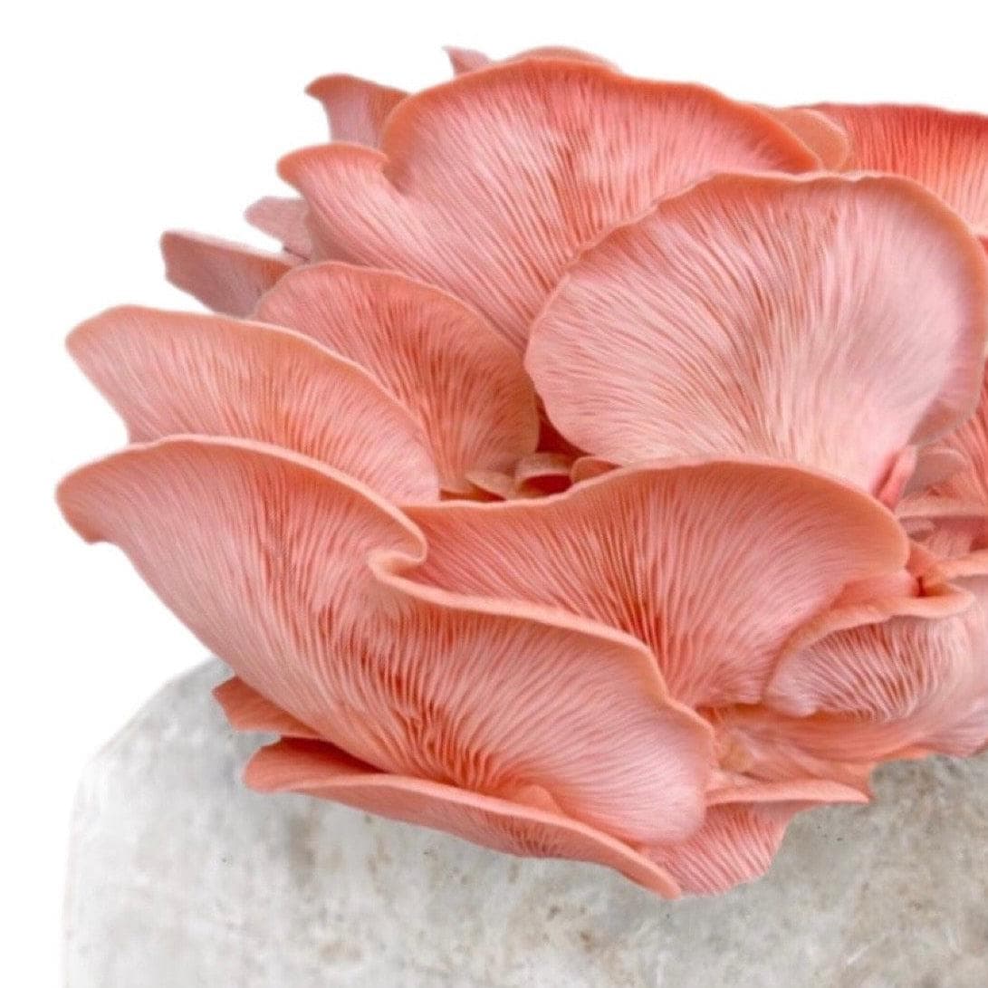 Organic Pink Oyster Mushroom Grow Kit Fruiting Block