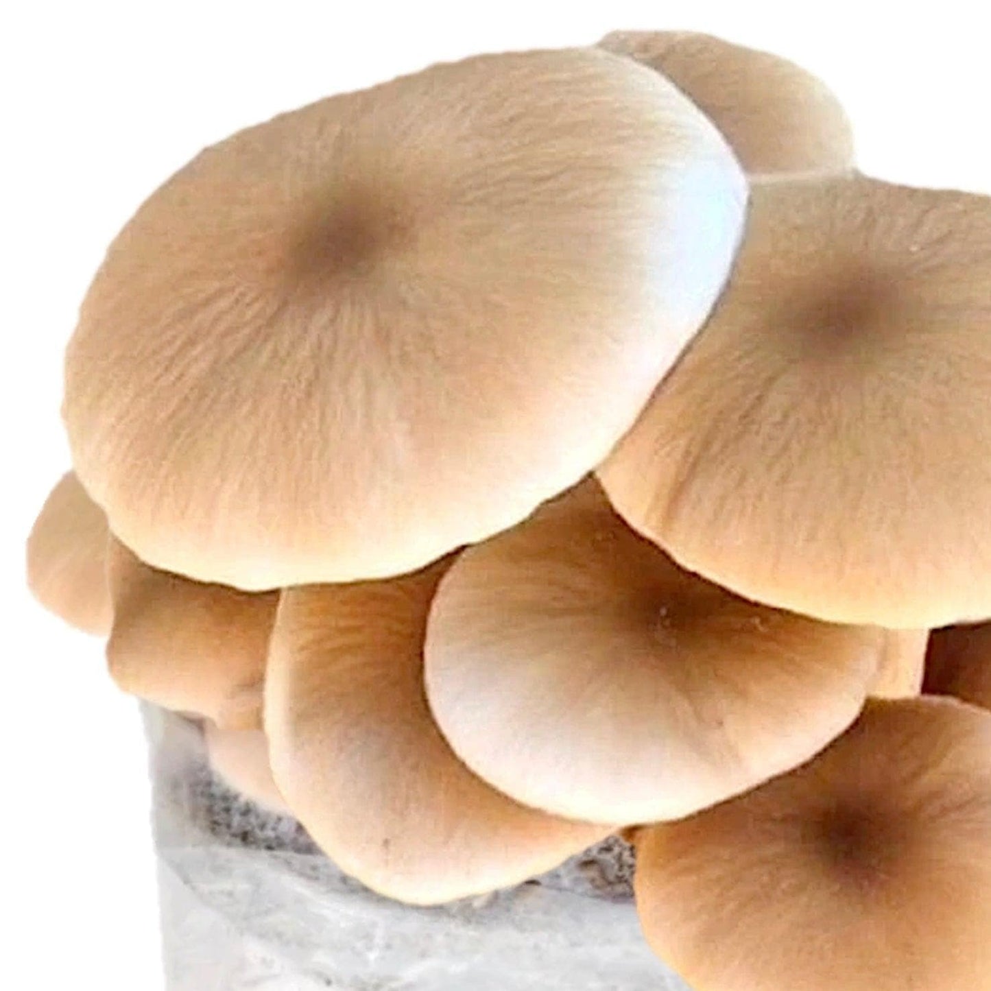 Organic Pioppino Mushroom Grow Kit Fruiting Block