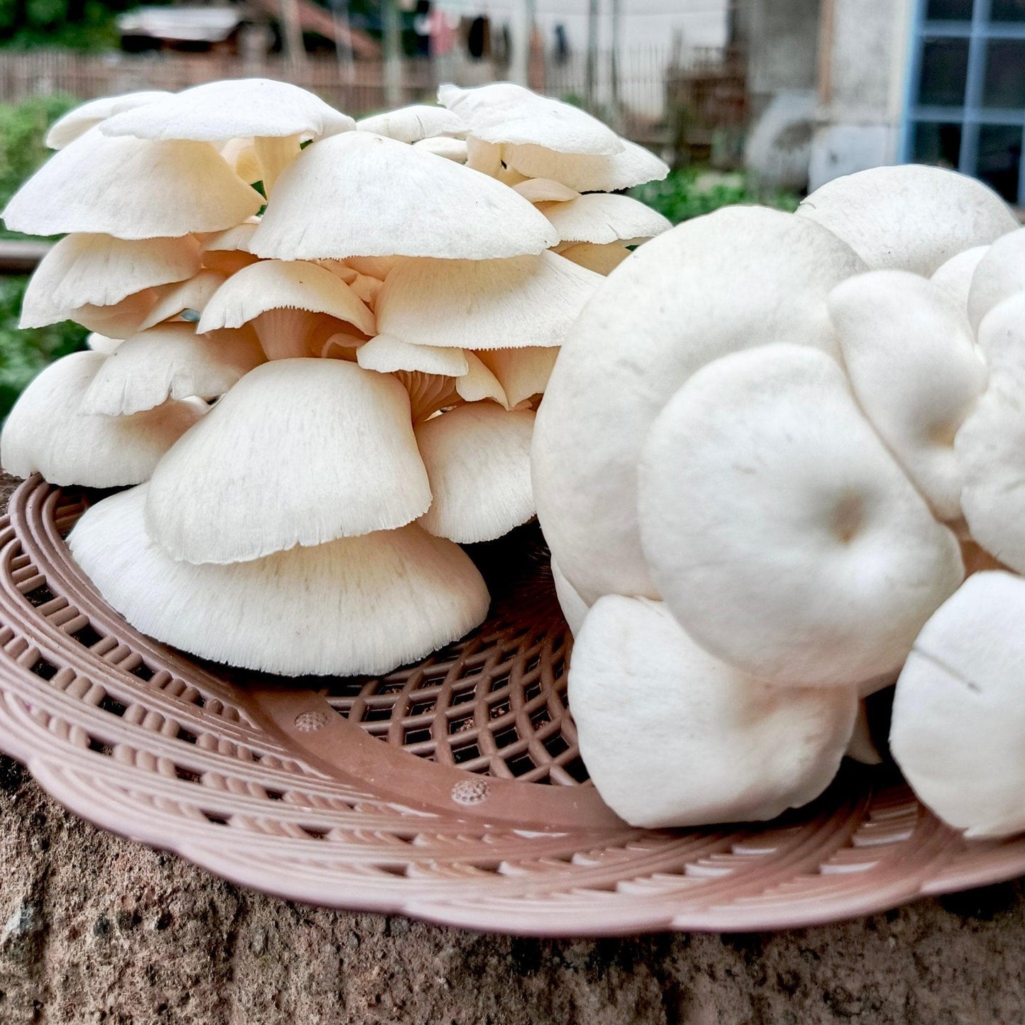 Organic Snow Oyster Mushroom Grow Kit Fruiting Block