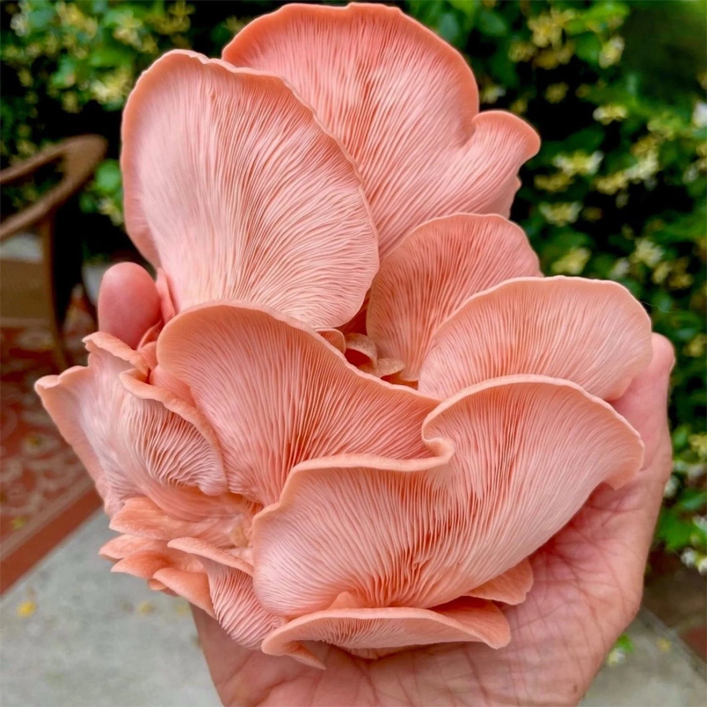 Organic Pink Oyster Mushroom Grow Kit Fruiting Block