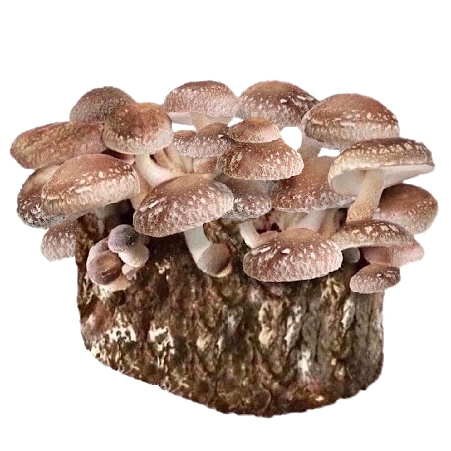 Organic Shiitake Mushroom Grow Kit Fruiting Block