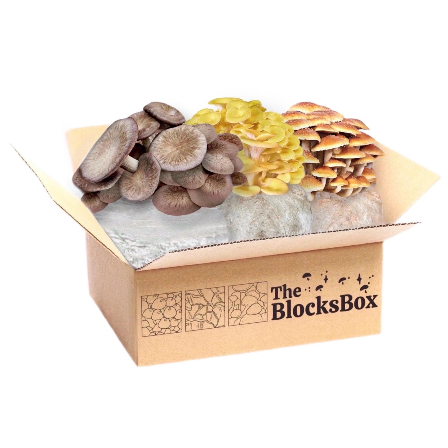 'The BlocksBox' Organic Mushroom Grow Kit Subscription