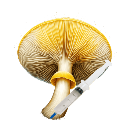 Golden Halo (10cc) Mushroom Liquid Culture - zugzology