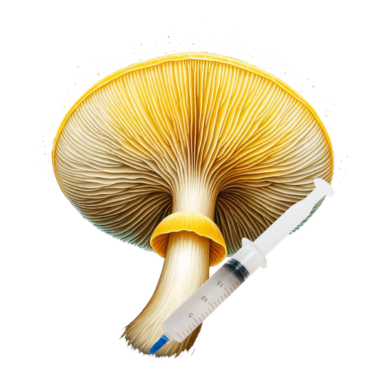 Golden Halo (10cc) Mushroom Liquid Culture