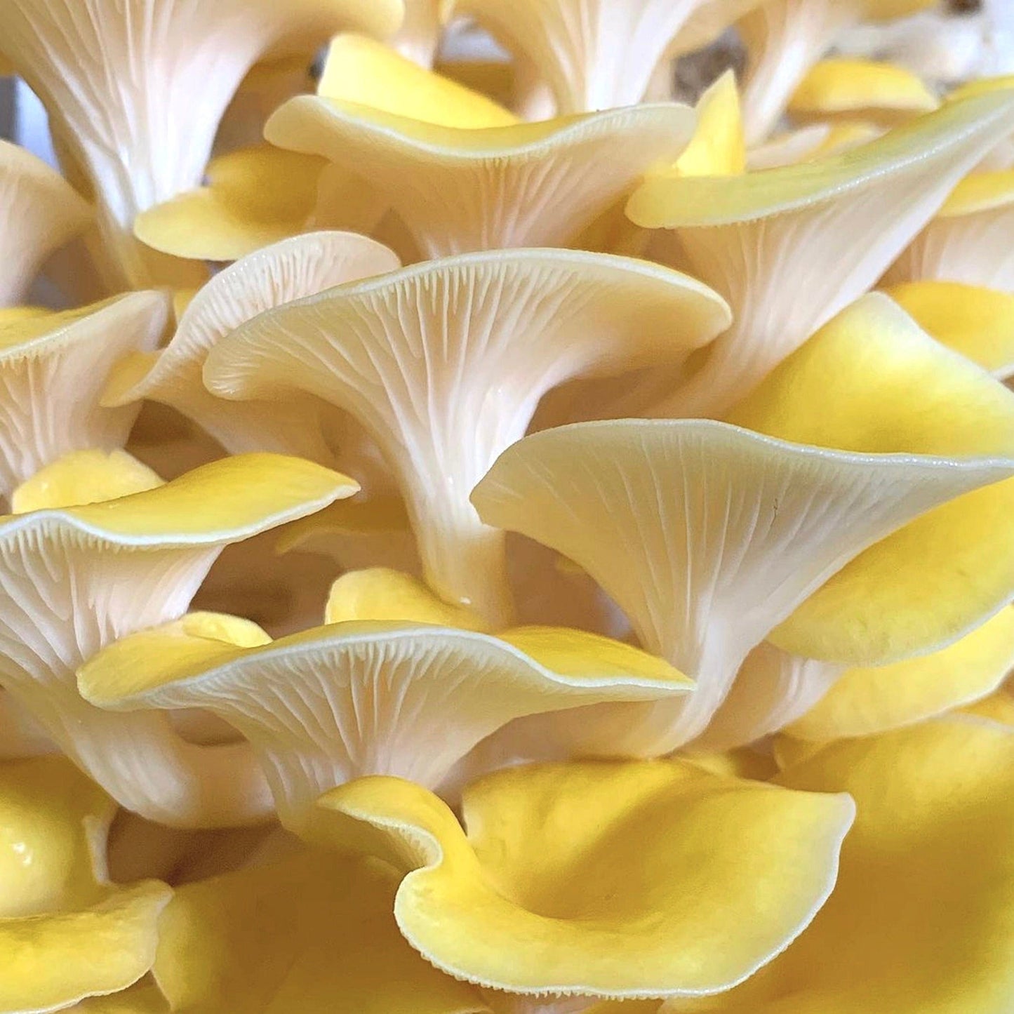 Organic Golden Oyster Mushroom Grain Spawn