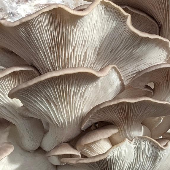 Organic Italian Oyster Mushroom Grain Spawn