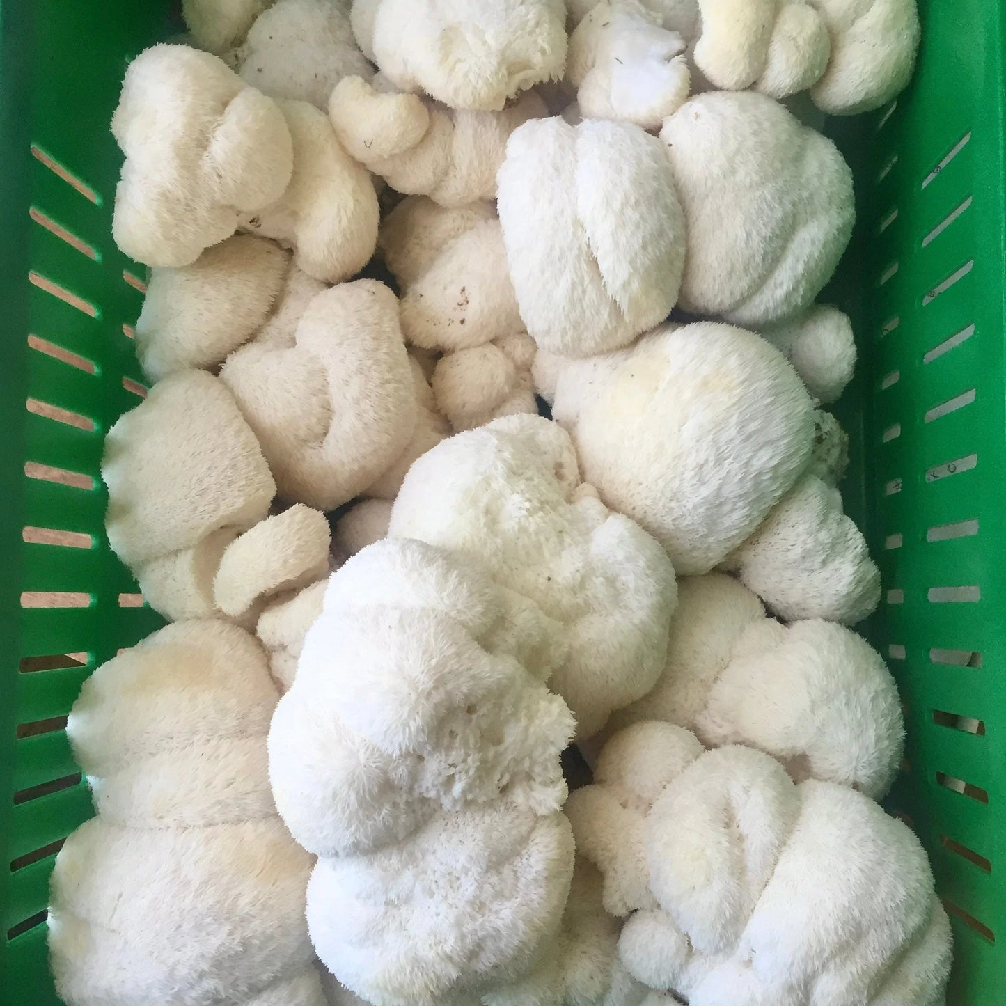 Organic Lion's Mane Mushroom Grain Spawn