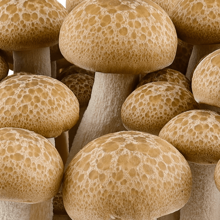 Organic Beech Mushroom Grain Spawn