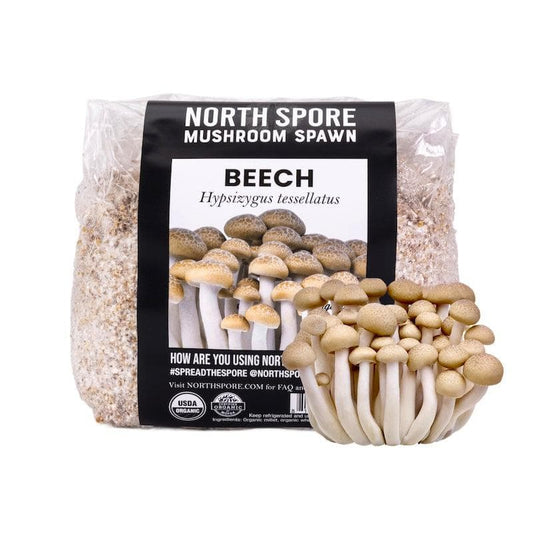 Organic Beech Mushroom Grain Spawn