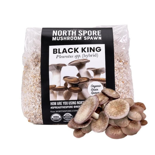 Organic Black King Mushroom Grain Spawn