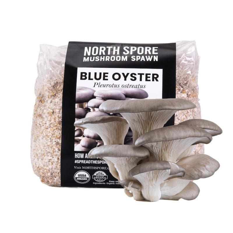 Organic Blue Oyster Mushroom Grain Spawn