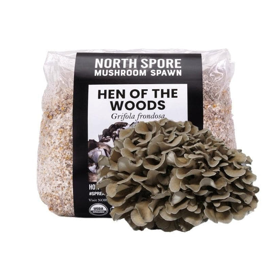 Organic Hen of the Woods (Maitake) Grain Spawn