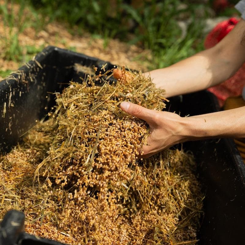 Organic Hen of the Woods (Maitake) Grain Spawn