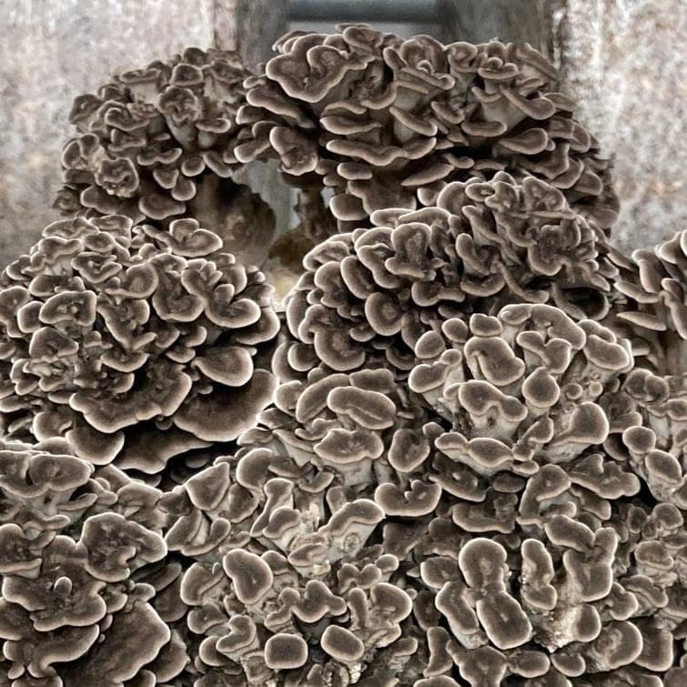 Organic Hen of the Woods (Maitake) Grain Spawn