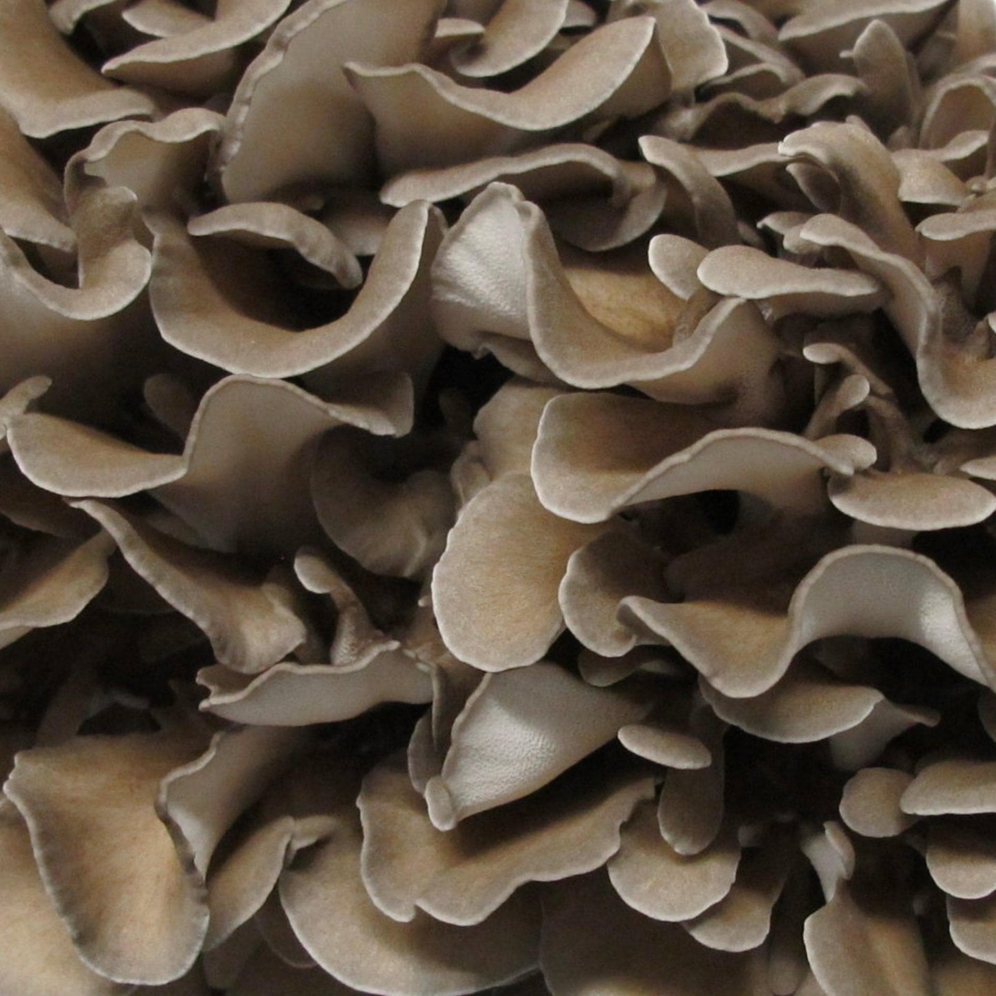 Organic Hen of the Woods (Maitake) Grain Spawn