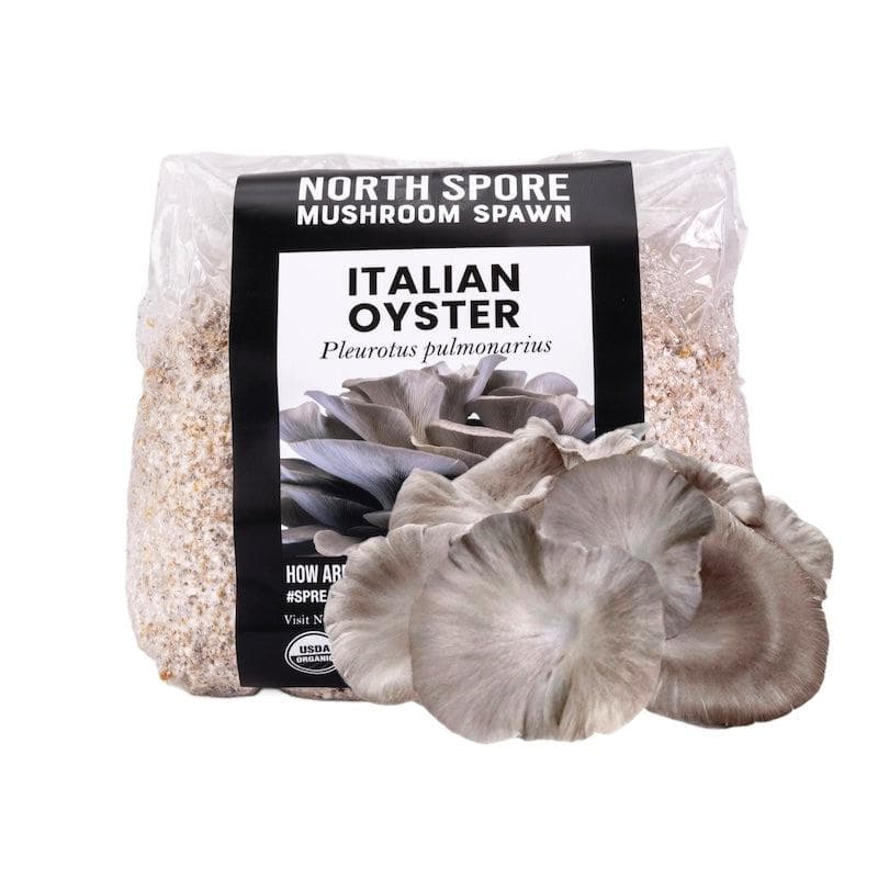 Organic Italian Oyster Mushroom Grain Spawn