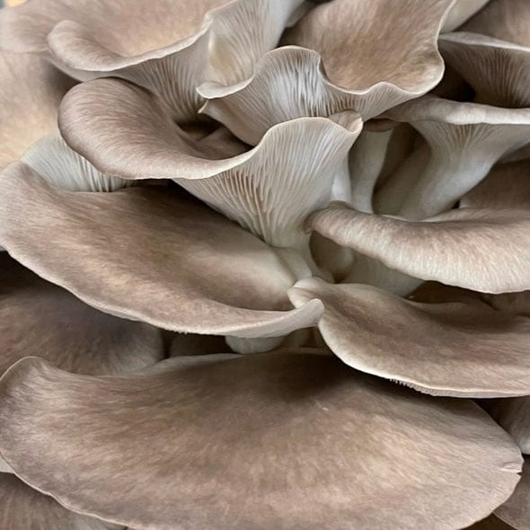 Organic Italian Oyster Mushroom Grain Spawn