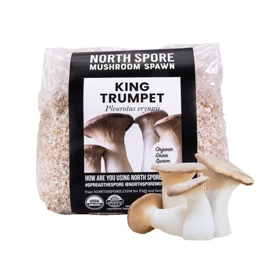 Organic King Trumpet Mushroom Grain Spawn