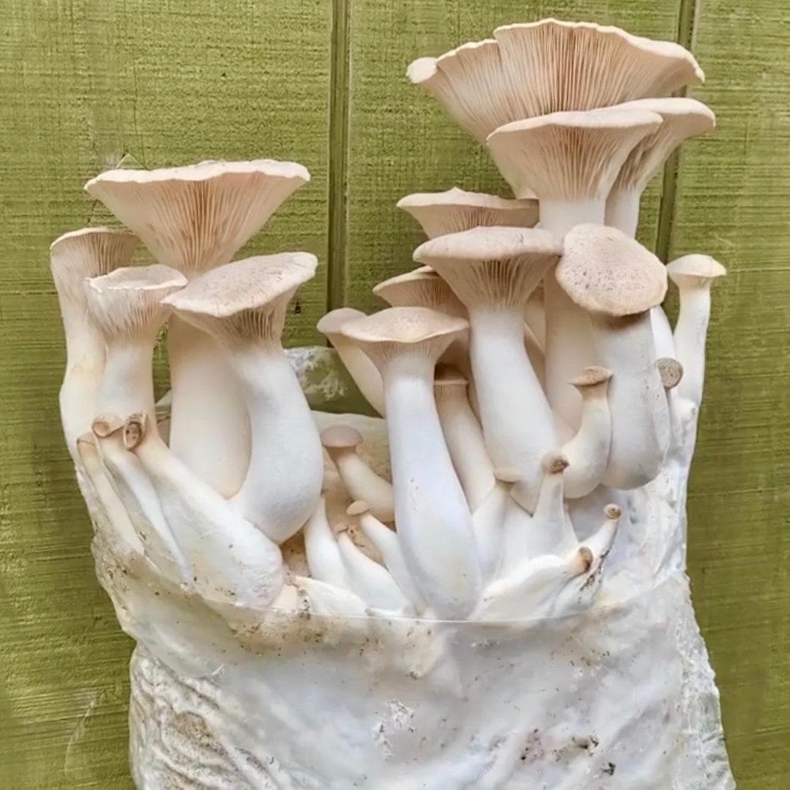 Organic King Trumpet Mushroom Grain Spawn