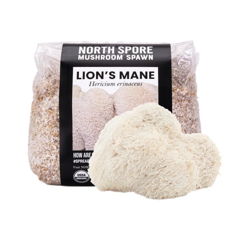 Organic Lion's Mane Mushroom Grain Spawn