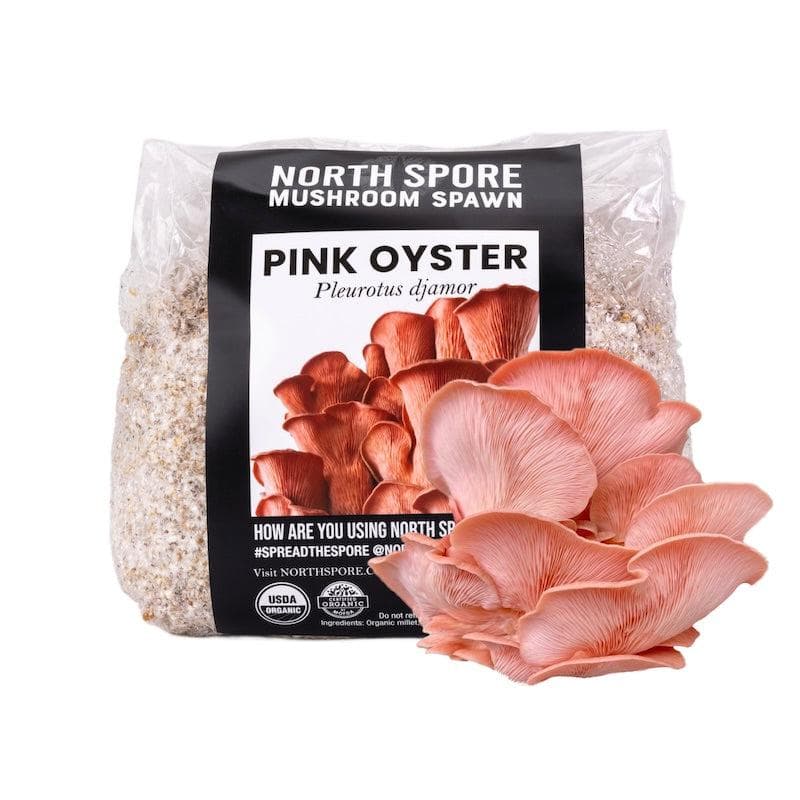 Organic Pink Oyster Mushroom Grain Spawn