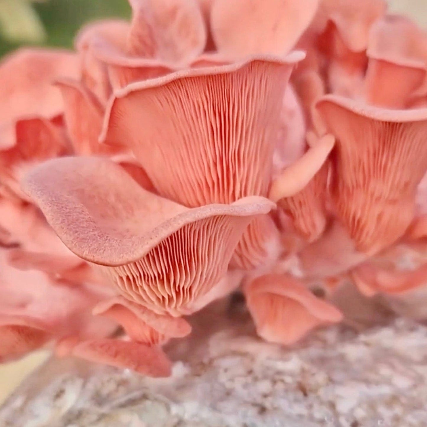 Organic Pink Oyster Mushroom Grain Spawn