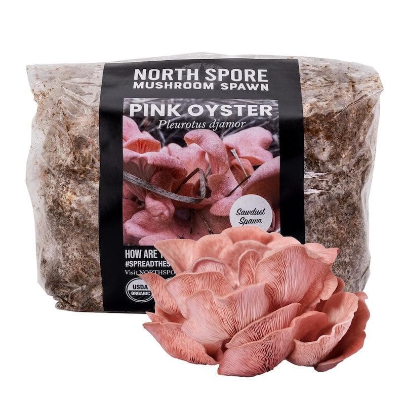 Organic Pink Oyster Mushroom Sawdust Spawn