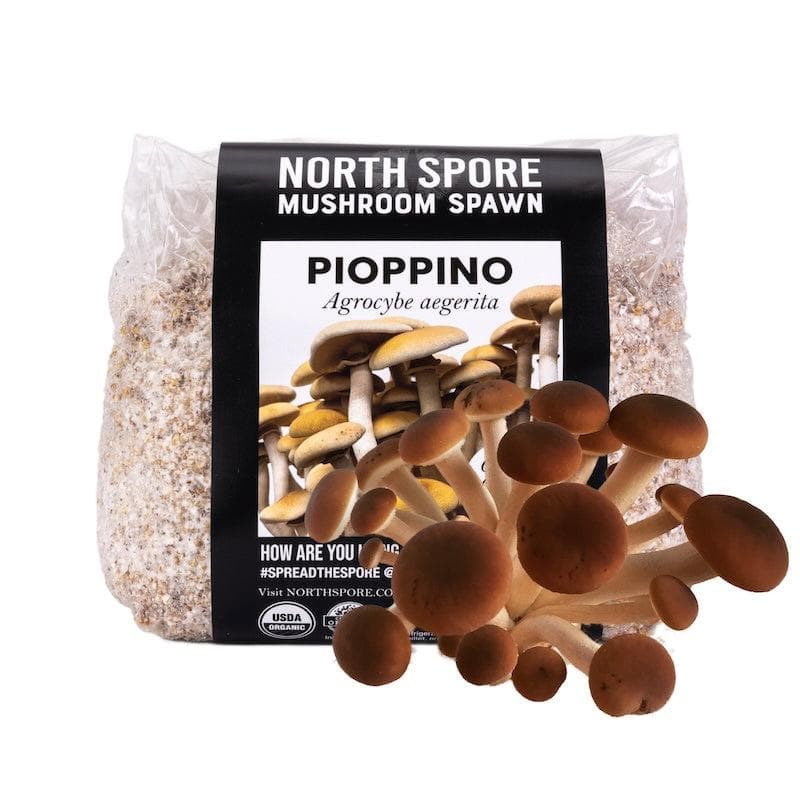 Organic Pioppino Mushroom Grain Spawn