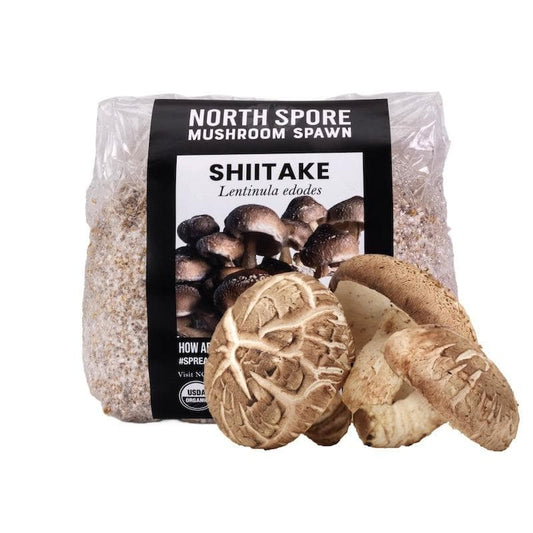 Organic Shiitake Mushroom Grain Spawn