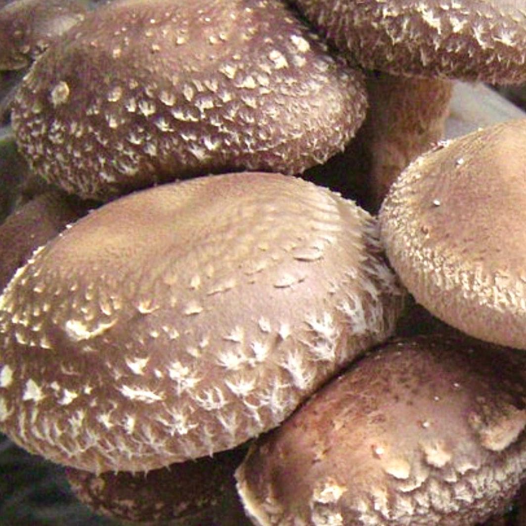 Organic Shiitake Mushroom Grain Spawn