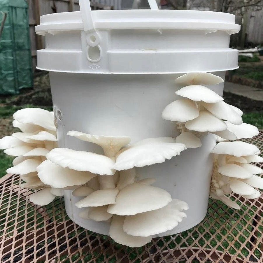 Organic Snow Oyster Mushroom Grain Spawn