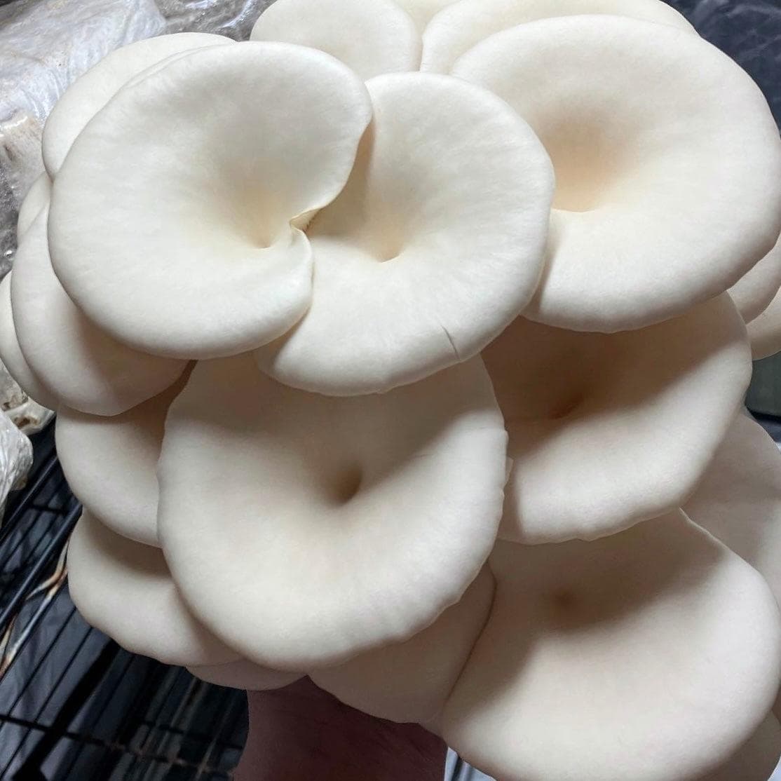 Organic Snow Oyster Mushroom Grain Spawn