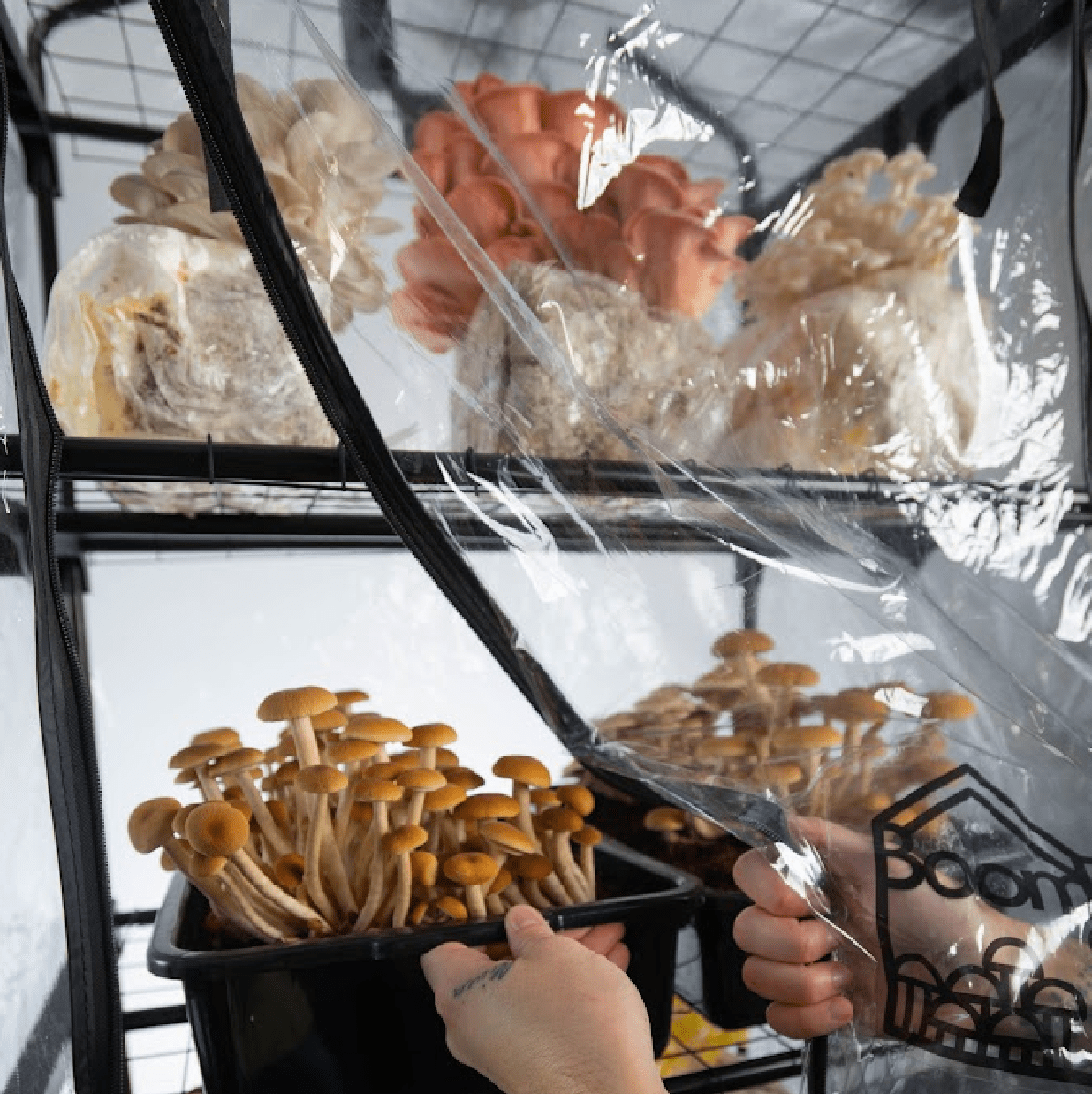 'BoomRoom II' Automated Martha Tent Mushroom Grow Kit